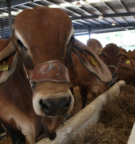 Reclasificación de Sonora como estado libre de brucelosis potenciará exportación de ganado a EU