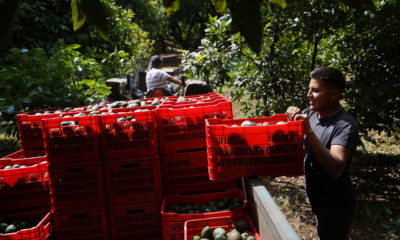 OMC respalda a México en pleito con Costa Rica por importación de aguacate