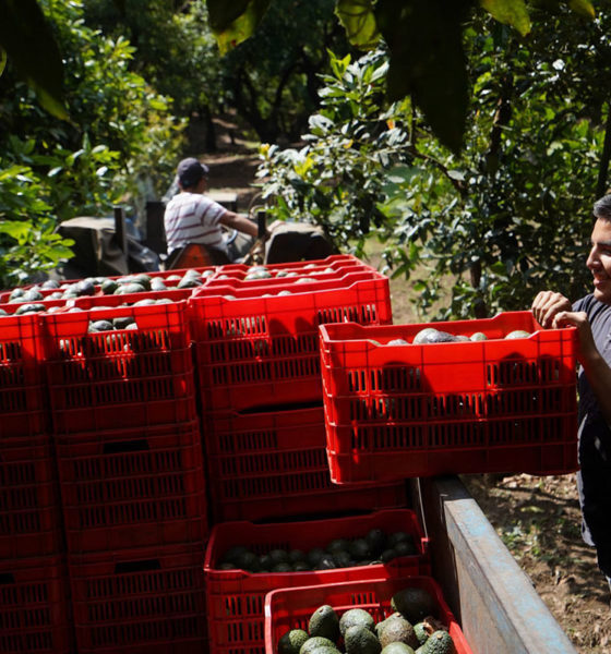 OMC respalda a México en pleito con Costa Rica por importación de aguacate