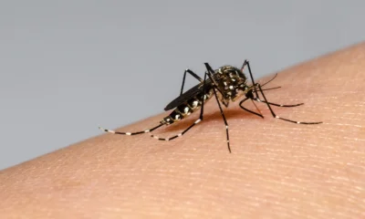 Dengue