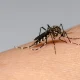 Dengue