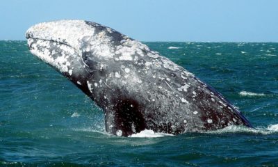 ballena gris