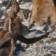 Mufasa: El Rey León contará la historia del papá de Simba