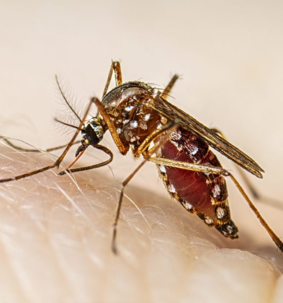 Dengue