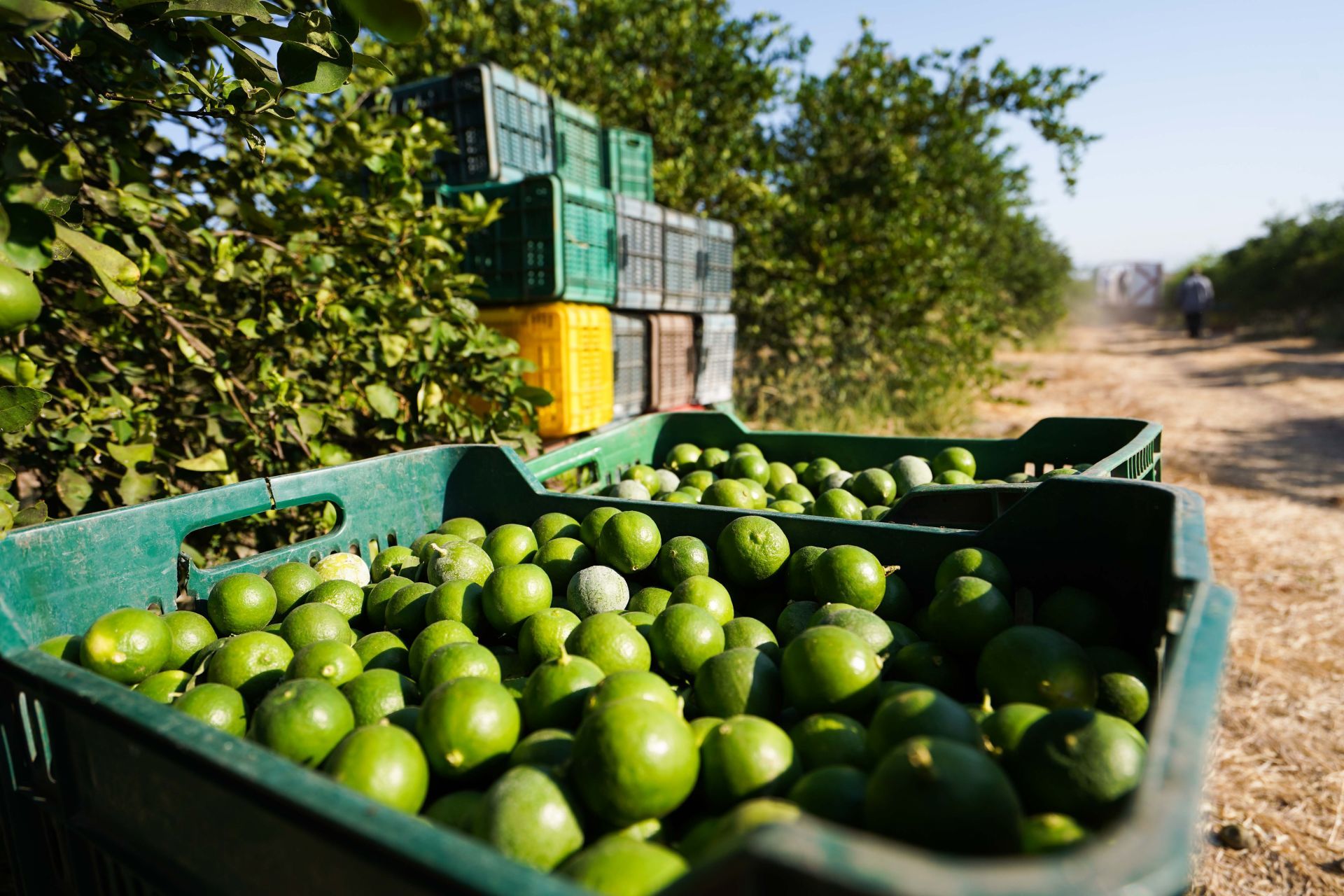 Limón