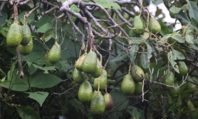 Huertos escolares: niños que aprenden a sembrar su comida en México. FOTO: MARGARITO PÉREZ RETANA/CUARTOSCURO.COM