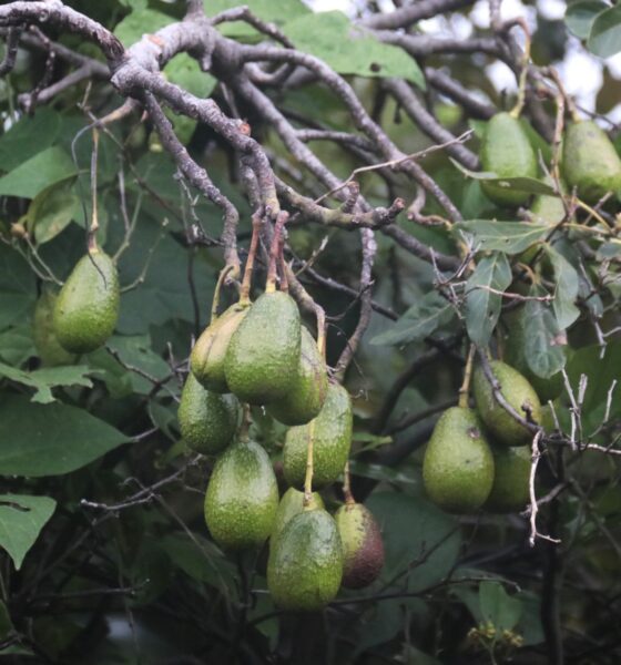 Huertos escolares: niños que aprenden a sembrar su comida en México. FOTO: MARGARITO PÉREZ RETANA/CUARTOSCURO.COM