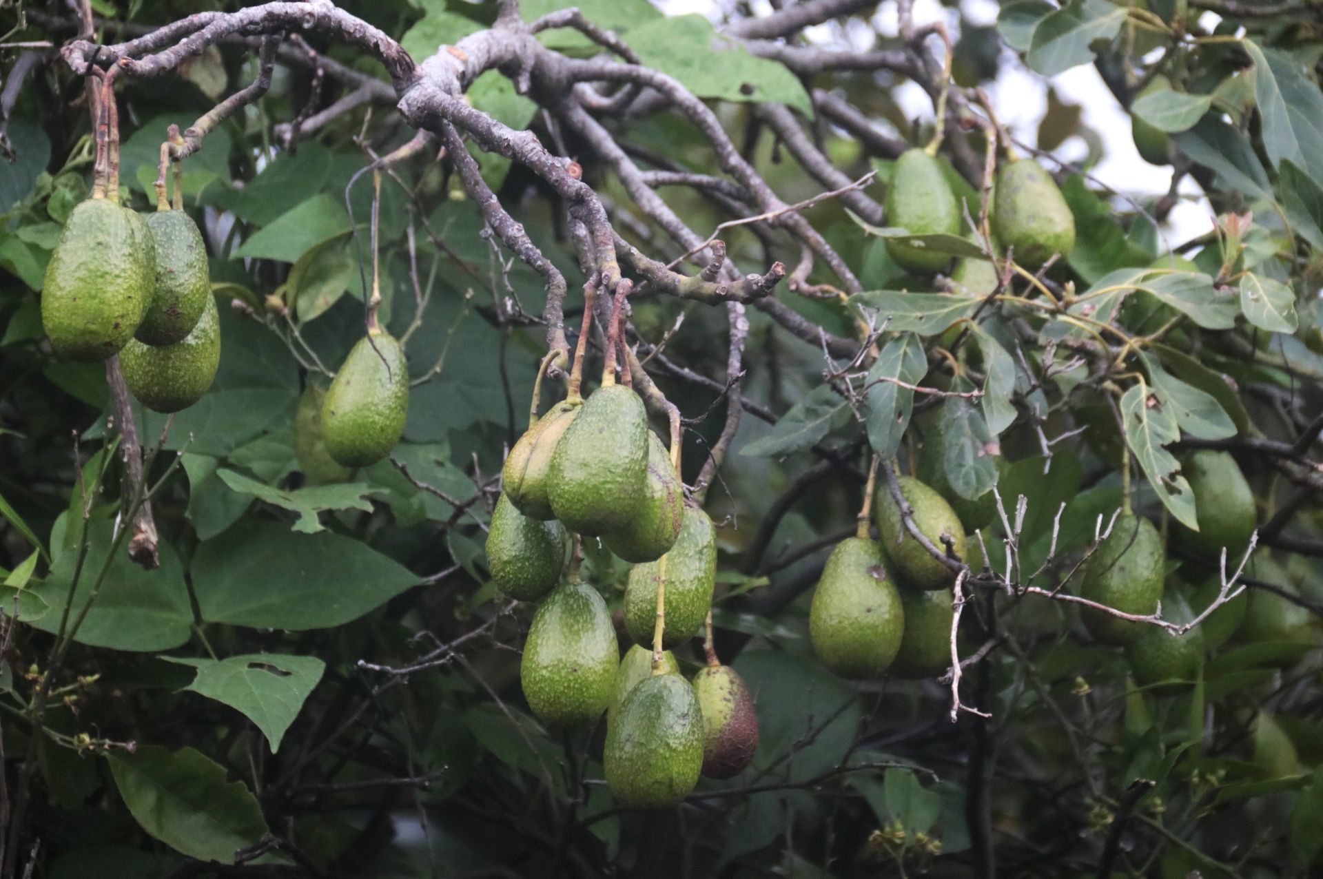 Huertos escolares: niños que aprenden a sembrar su comida en México. FOTO: MARGARITO PÉREZ RETANA/CUARTOSCURO.COM