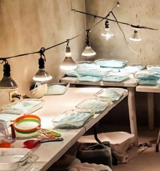 Fentanilo y alcohol, las adicciones que más amenazan la vida familiar en México