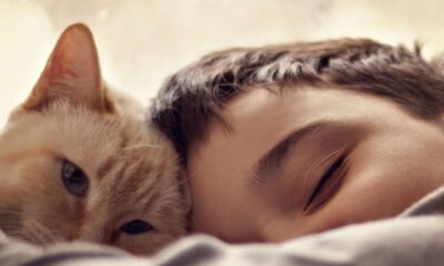 Un gato en el hogar no reemplaza el amor a un hijo: expertos