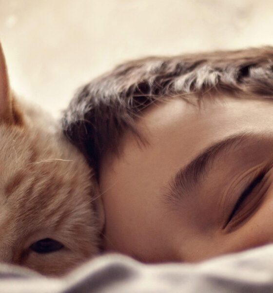 Un gato en el hogar no reemplaza el amor a un hijo: expertos