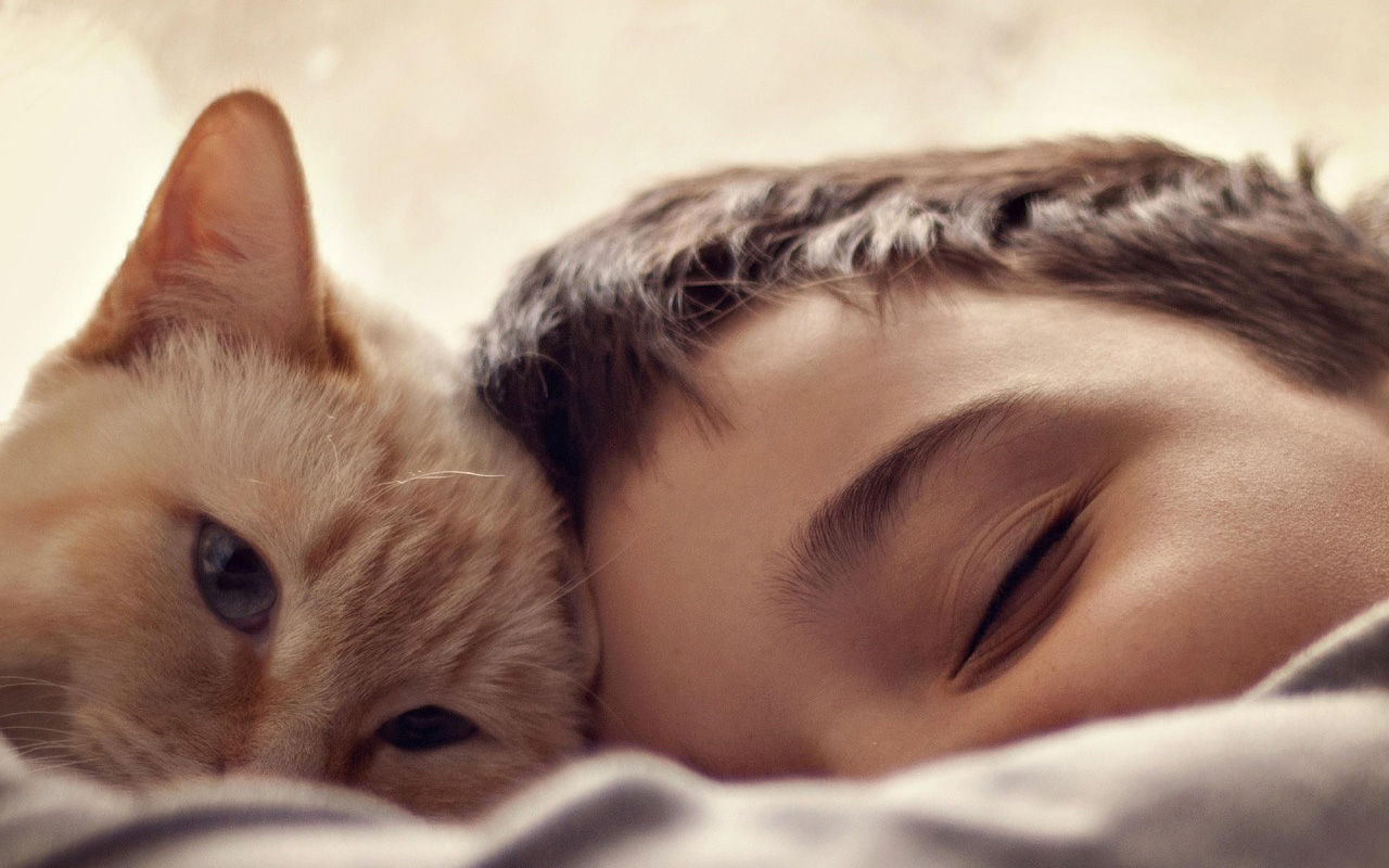 Un gato en el hogar no reemplaza el amor a un hijo: expertos