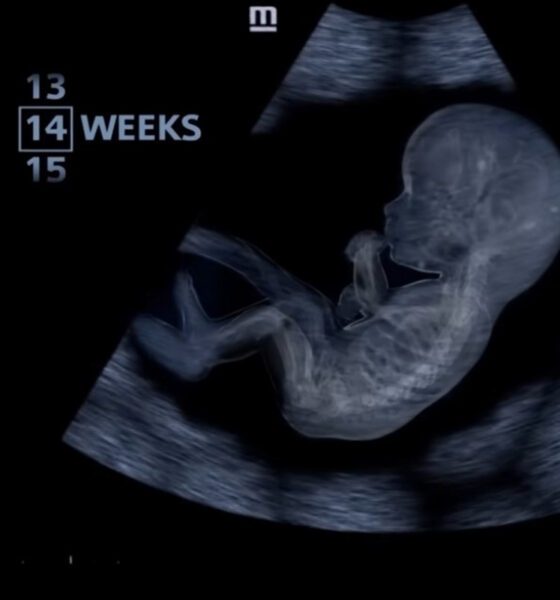 Imágenes inéditas muestran el desarrollo humano desde los primeros días de gestación