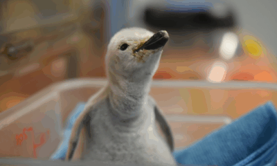 Sealand León celebra el nacimiento del primer pingüino barbijo bajo cuidado humano en Latinoamérica, símbolo de vida y conservación marina.