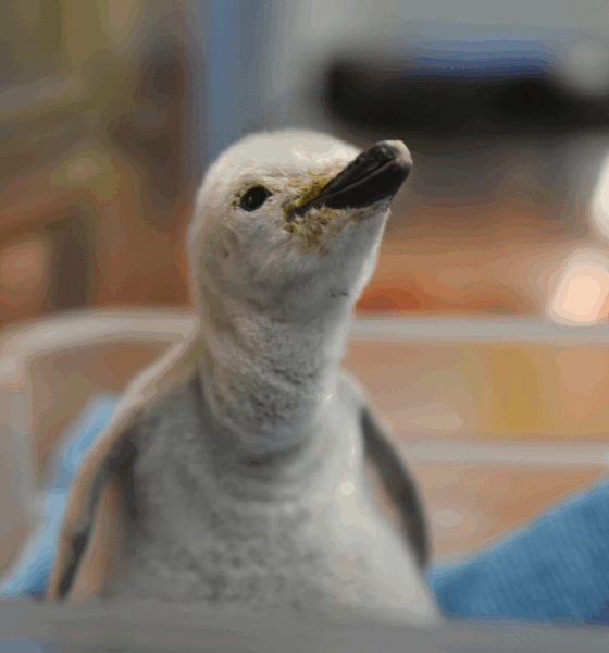 Sealand León celebra el nacimiento del primer pingüino barbijo bajo cuidado humano en Latinoamérica, símbolo de vida y conservación marina.