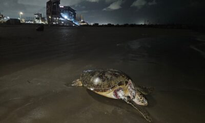 comunidades y expertos denuncian que el petróleo sigue llegando a zonas protegidas, matando especies en peligro y dejando a miles de familias pesqueras sin sustento.