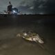 comunidades y expertos denuncian que el petróleo sigue llegando a zonas protegidas, matando especies en peligro y dejando a miles de familias pesqueras sin sustento.